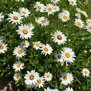 Meet your Posher, Alexa